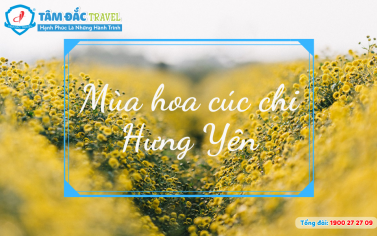 Mùa hoa cúc chi Hưng Yên